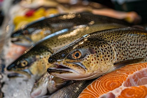 海鮮海產批發水產銀鱈魚 攝影圖
