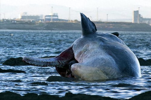 日本海灘出現大量鰻魚尸體,不遠處出現海龜尸體,核污水效果來了