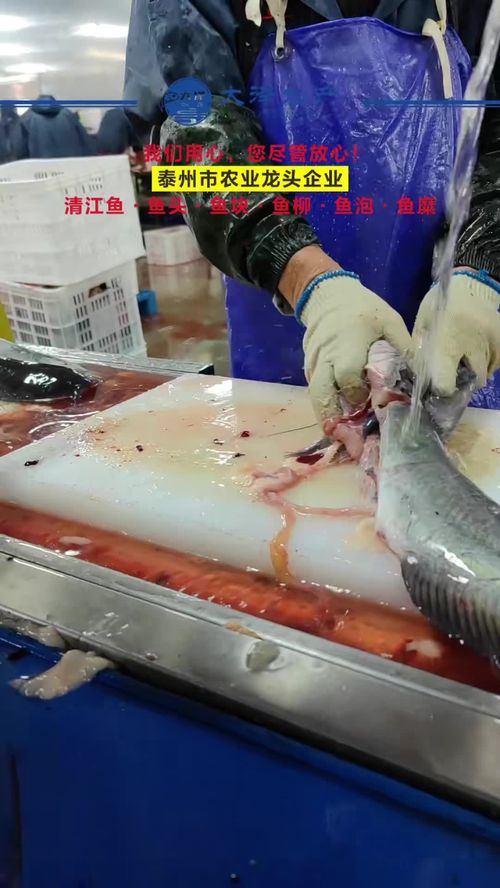 源頭工廠 車間實拍 工廠實拍 水產 鮰魚柳 為一線工人點贊