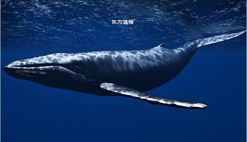 東方溫暖發布鯨魚智能馬桶蓋p05 以自然靈感重塑衛浴科技